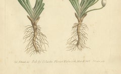 Old Botanical Engraving of Vallisneria (Tape Grass) - 1803 Aquatic Plant Print
