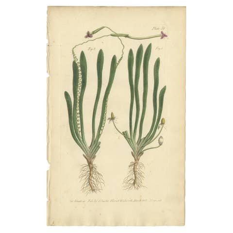 Old Botanical Engraving of Vallisneria (Tape Grass) - 1803 Aquatic Plant Print