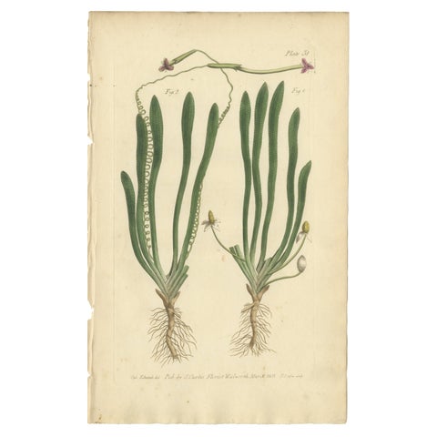 Old Botanical Engraving of Vallisneria (Tape Grass) - 1803 Aquatic Plant Print
