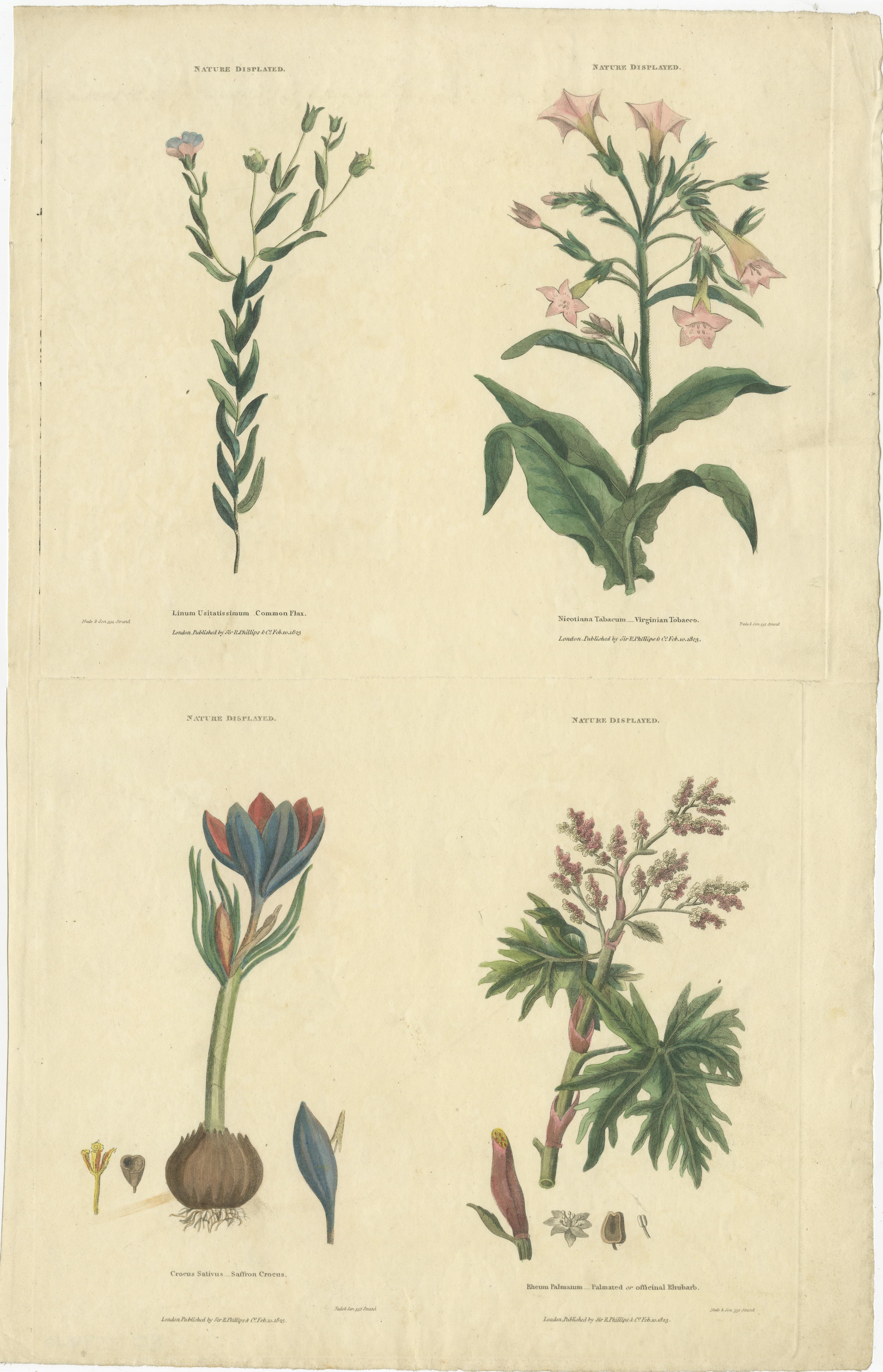 Antique print titled 'Crocus Sativus (..)'. Four images of flowers on one sheet, printed from two plates. The upper two show Linum Usitatissimum (or Common Flax) and Nicotiana tabacum (or cultivated tobacco). The lower two show Crocus Sativus (or