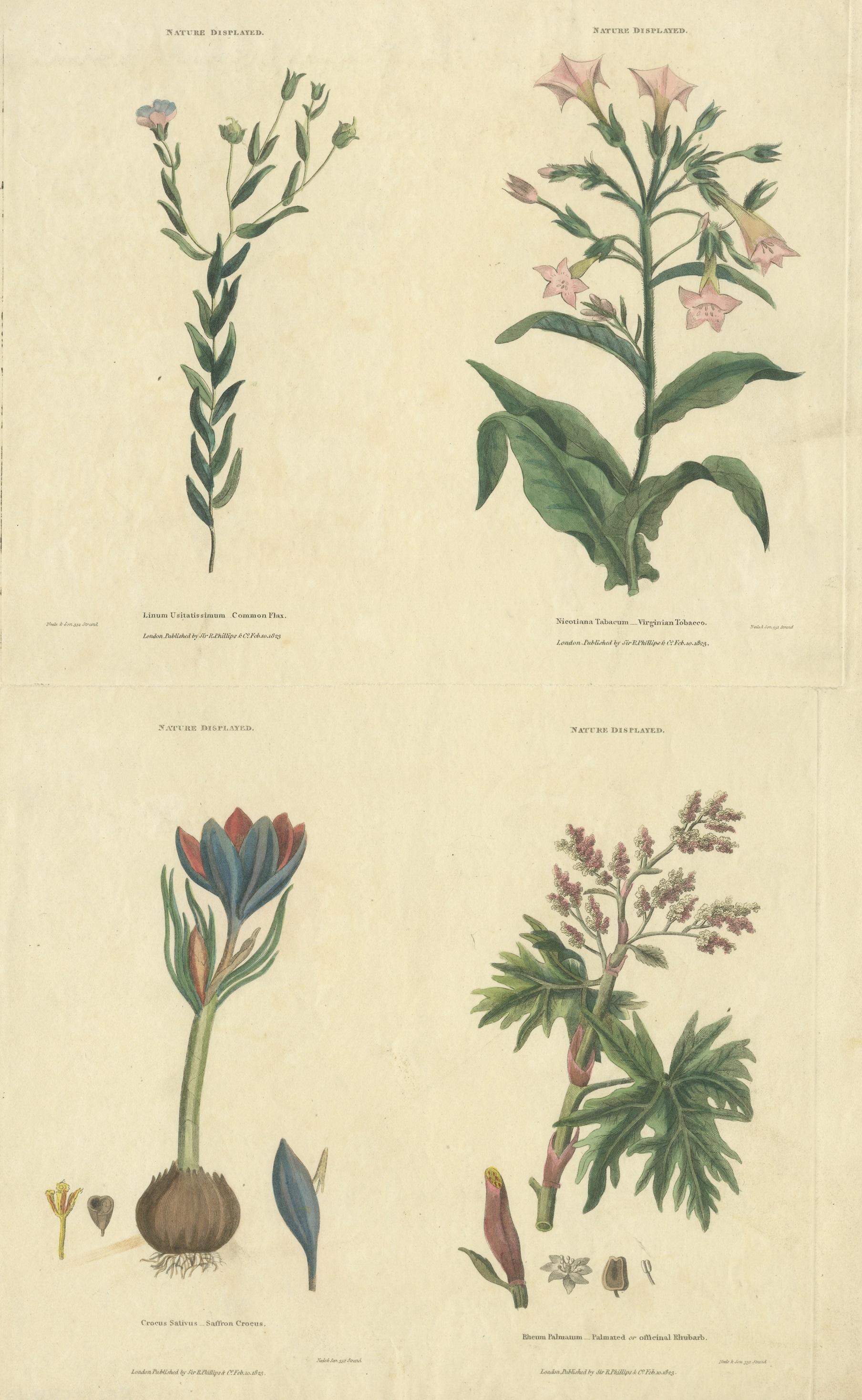 Old Botanical Quartet: Portraits of Flax, Tobacco, Saffron, and Patience, 1823 In Fair Condition For Sale In Langweer, NL
