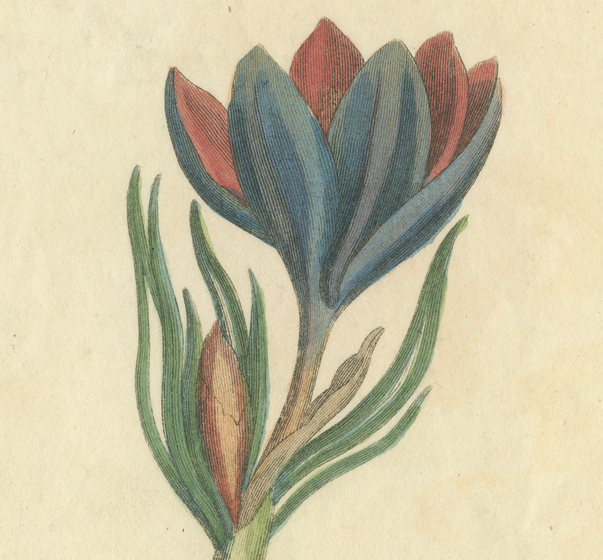 Paper Old Botanical Quartet: Portraits of Flax, Tobacco, Saffron, and Patience, 1823 For Sale