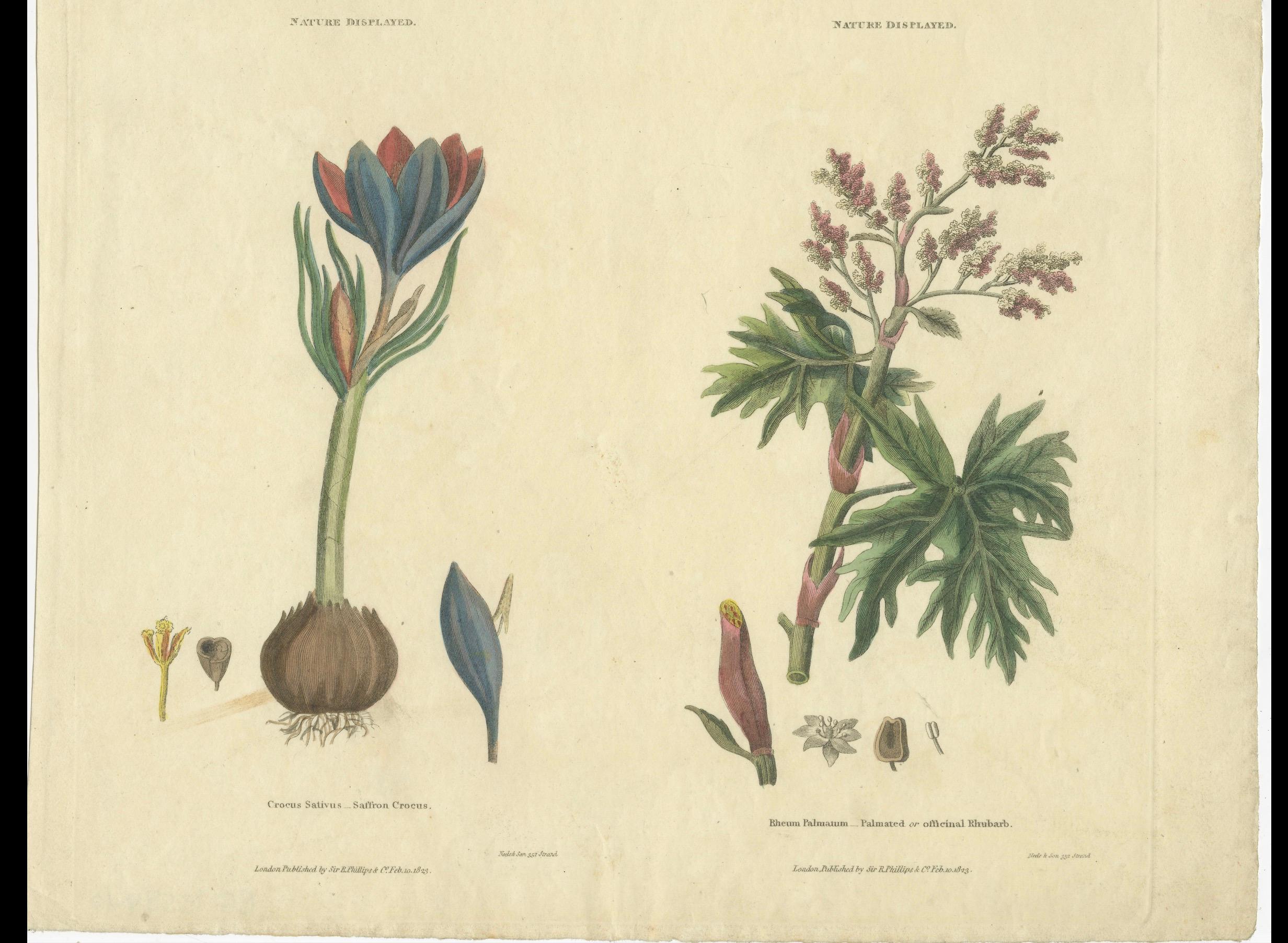 Old Botanical Quartet: Portraits of Flax, Tobacco, Saffron, and Patience, 1823 For Sale 1