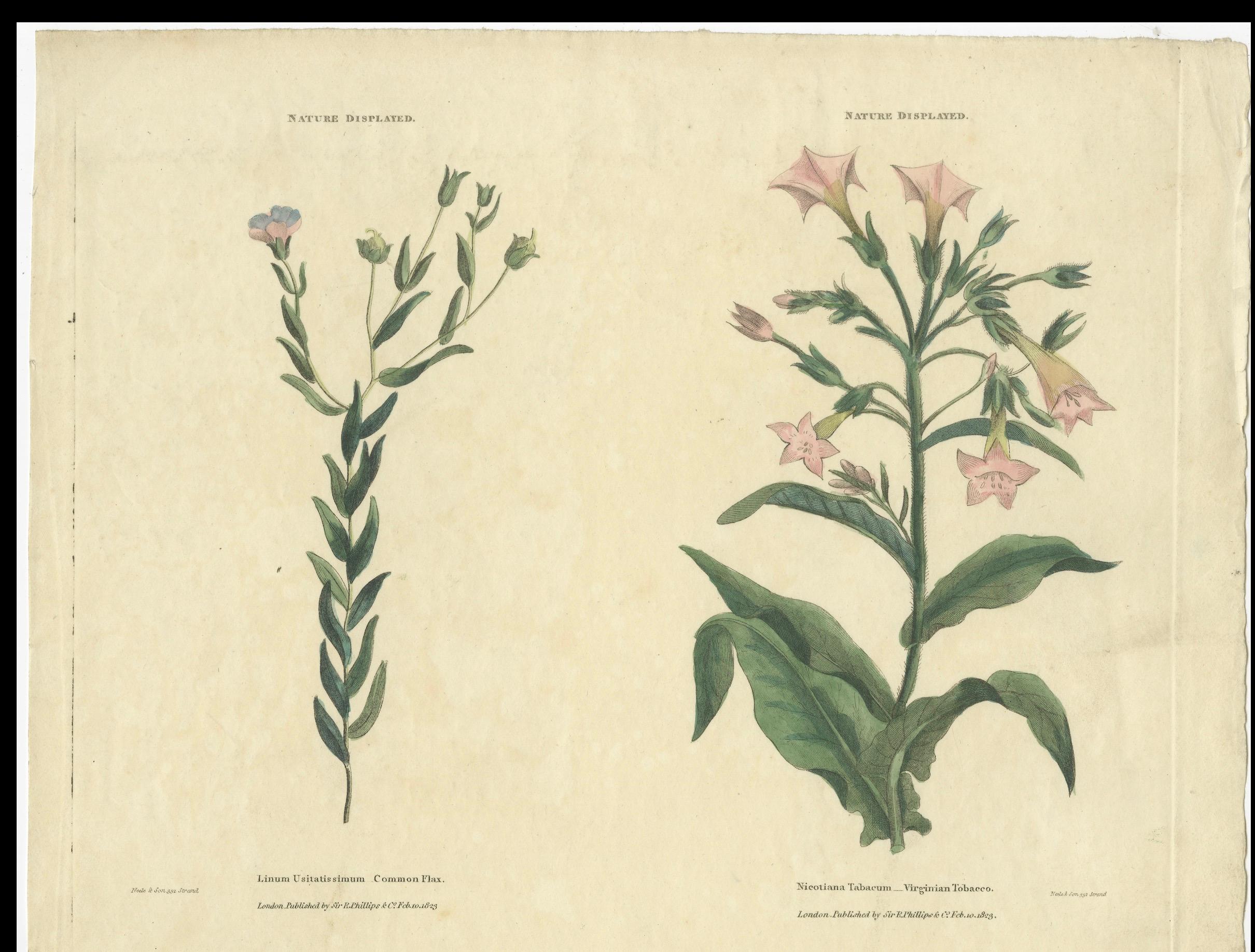 Old Botanical Quartet: Portraits of Flax, Tobacco, Saffron, and Patience, 1823 For Sale 2
