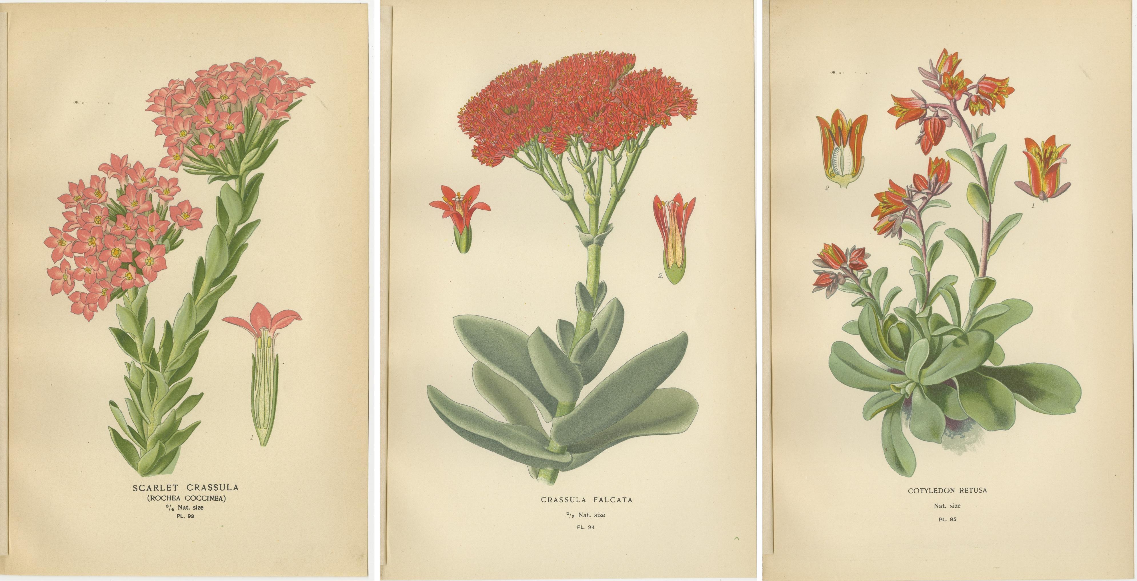 Trio von antiken botanischen Sukkulenten-Drucken: Scharlachrote Crassula, Crassula Falcata, und Cotyledon Retusa  
 
Diese lebhafte Kollektion dreier antiker botanischer Drucke zeigt atemberaubende Sukkulentenarten: 