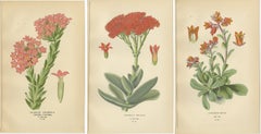 Old Botanical Succulent Prints: Scarlet Crassula, Crassula Falcata & Cotyledon
