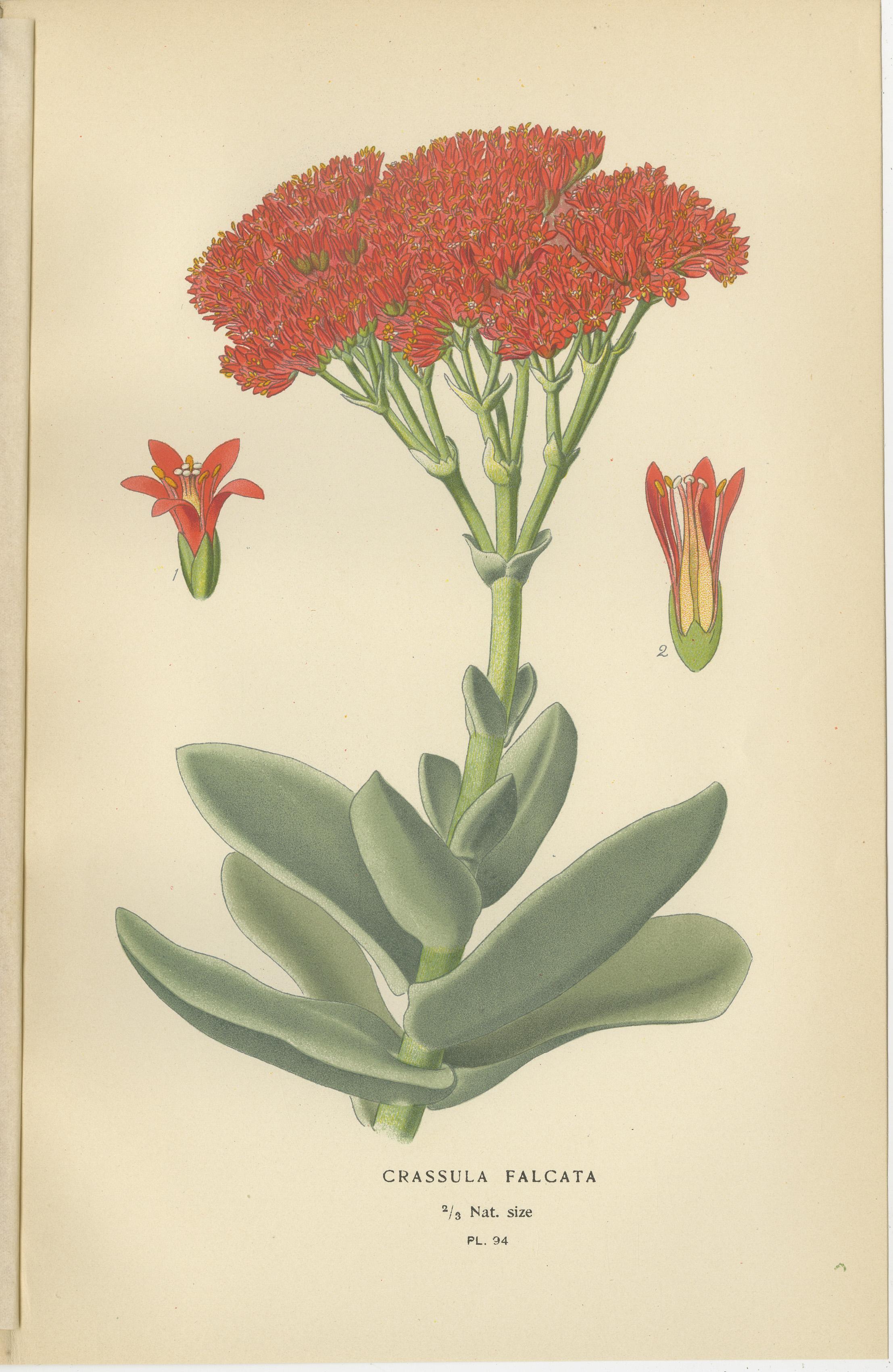 Alte botanische Sukkulenten-Drucke: Scharlachrote Crassula, Crassula Falcata & Cotyledon (Spätes 19. Jahrhundert) im Angebot