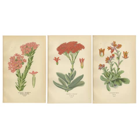 Old Botanical Succulent Prints: Scarlet Crassula, Crassula Falcata & Cotyledon