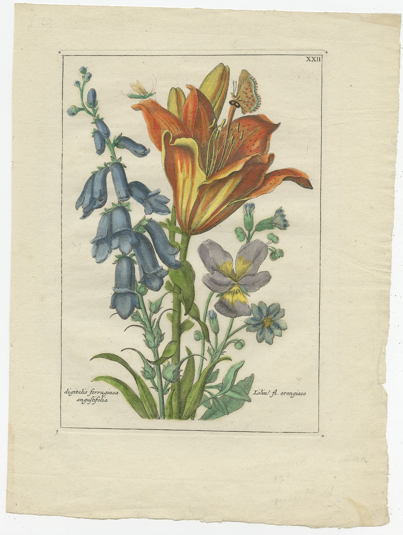 Untitled antique botany print of Lilium orengiaco (the orange lily) and Digitalis ferruginea angustifolia. 

This print originates from 'Nederlandsch Bloemwerk' by J.B. Elwe. This work showcases the very most spectacular tulips, hyacinths,