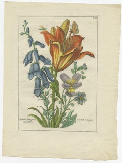 Old Botany Print of the Orange Lily & Digitalis Ferruginea Angustifolia, 1794