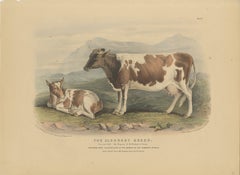 Old Cow and Calf Lithograph of the Alderney Breed in The Channel Islands - 1841