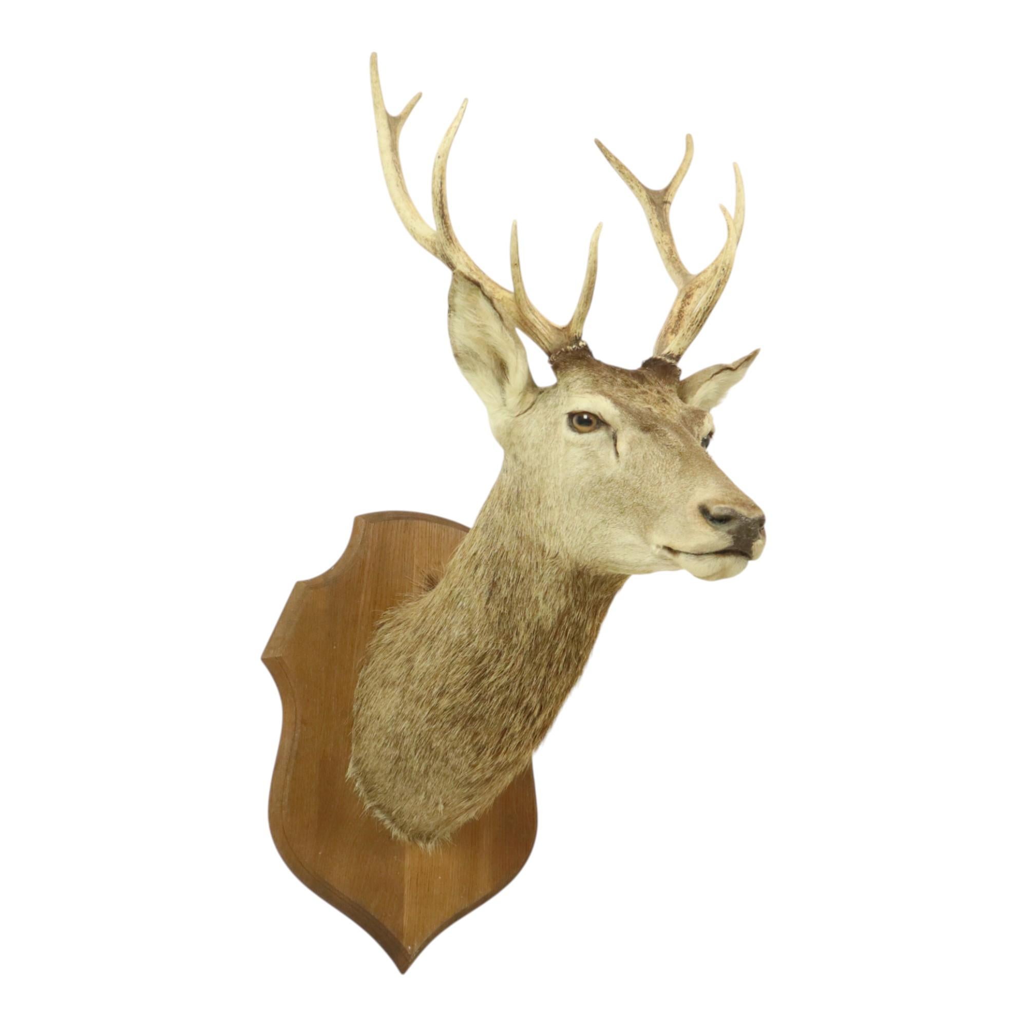 Old Deer Head Mounted Red Deer With Antlers 10-Ender Taxidermy Bust For Sale 6