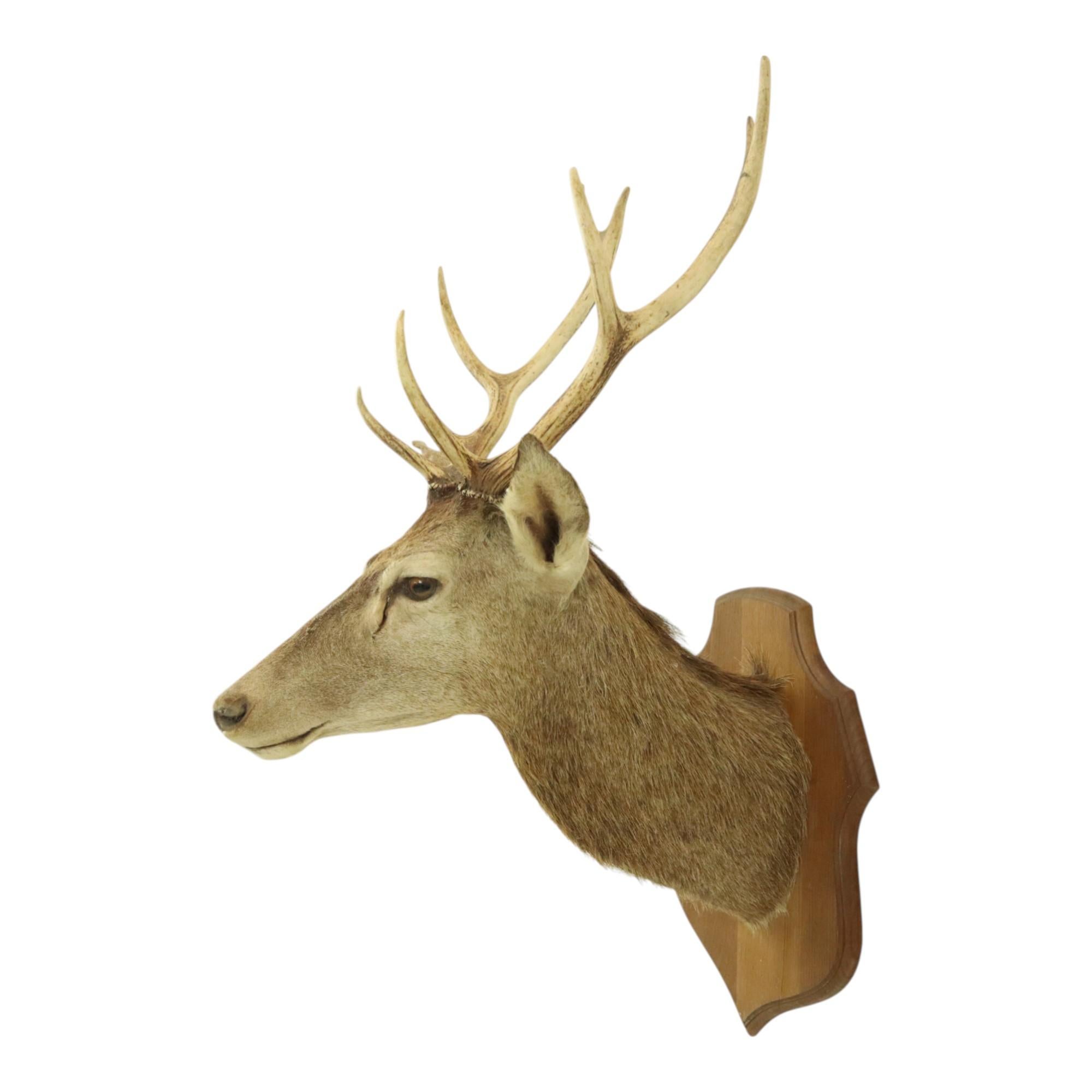 Old Deer Head Mounted Red Deer With Antlers 10-Ender Taxidermy Bust For Sale 7