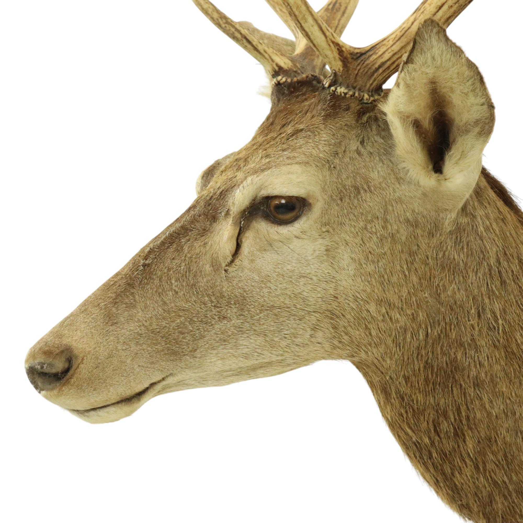 Old Deer Head Mounted Red Deer With Antlers 10-Ender Taxidermy Bust For Sale 8