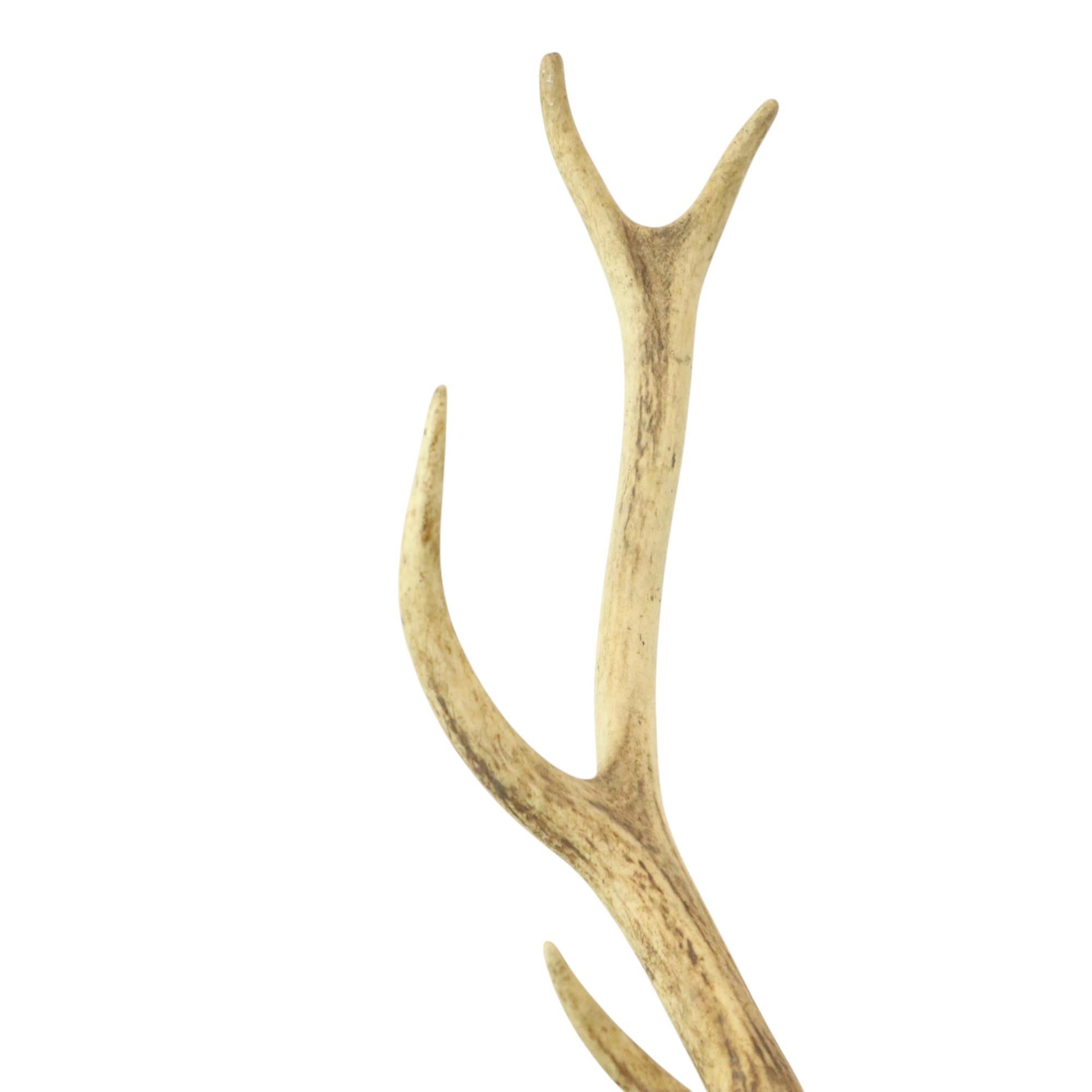 Old Deer Head Mounted Red Deer With Antlers 10-Ender Taxidermy Bust For Sale 9