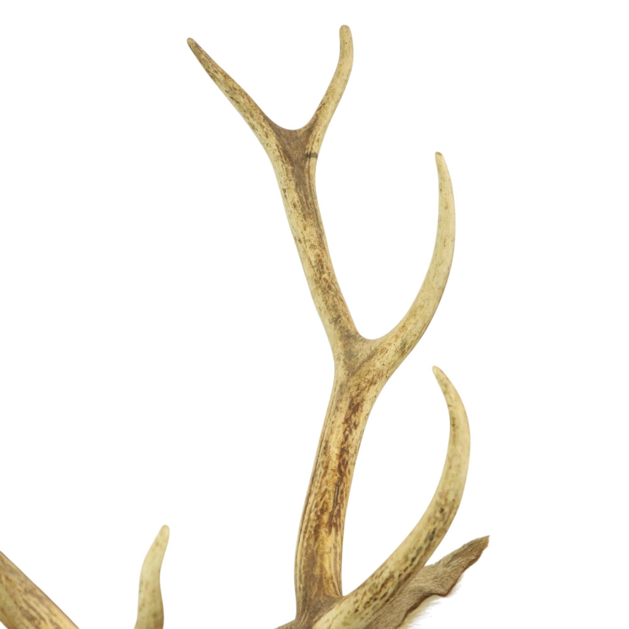 Old Deer Head Mounted Red Deer With Antlers 10-Ender Taxidermy Bust For Sale 10