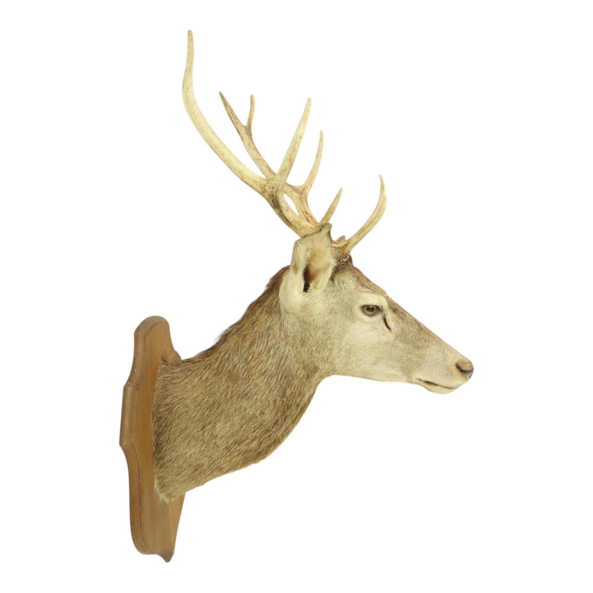 Old Deer Head Mounted Red Deer With Antlers 10-Ender Taxidermy Bust For Sale 11