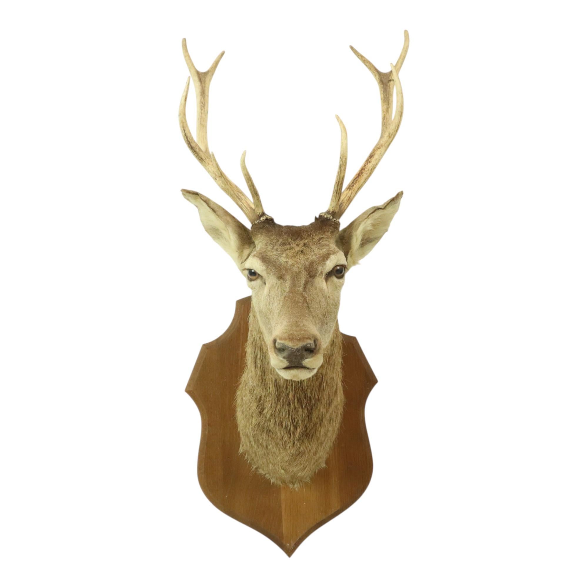 Beautiful old mounted deer head with glass eyes, a red deer bust with large antlers, odd-numbered 10-pointer, mounted on an oak shield. Vintage taxidermy from the 1960s and 70s. This animal originates from central France, in the Poitiers region.

A