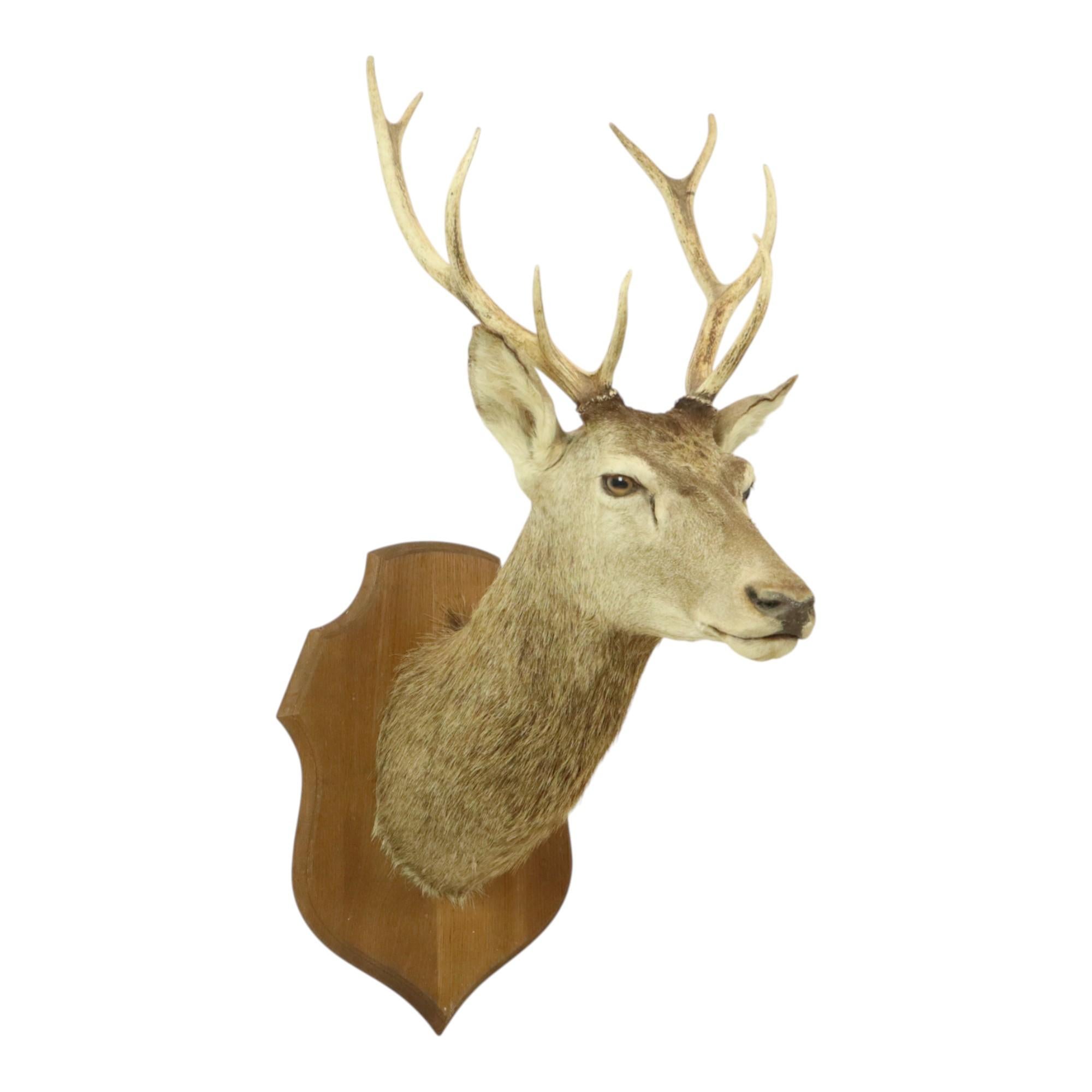 Country Old Deer Head Mounted Red Deer With Antlers 10-Ender Taxidermy Bust For Sale