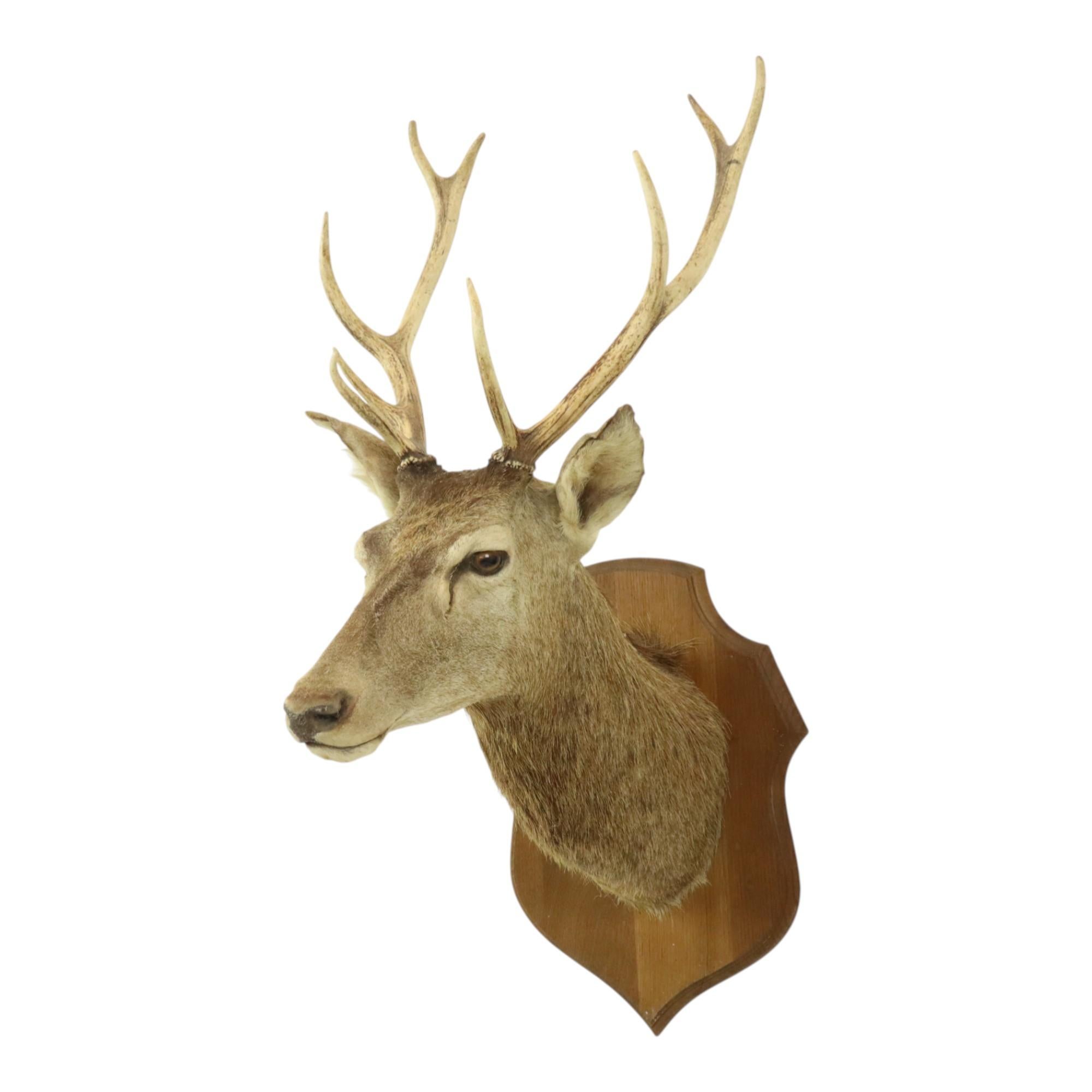 French Old Deer Head Mounted Red Deer With Antlers 10-Ender Taxidermy Bust For Sale