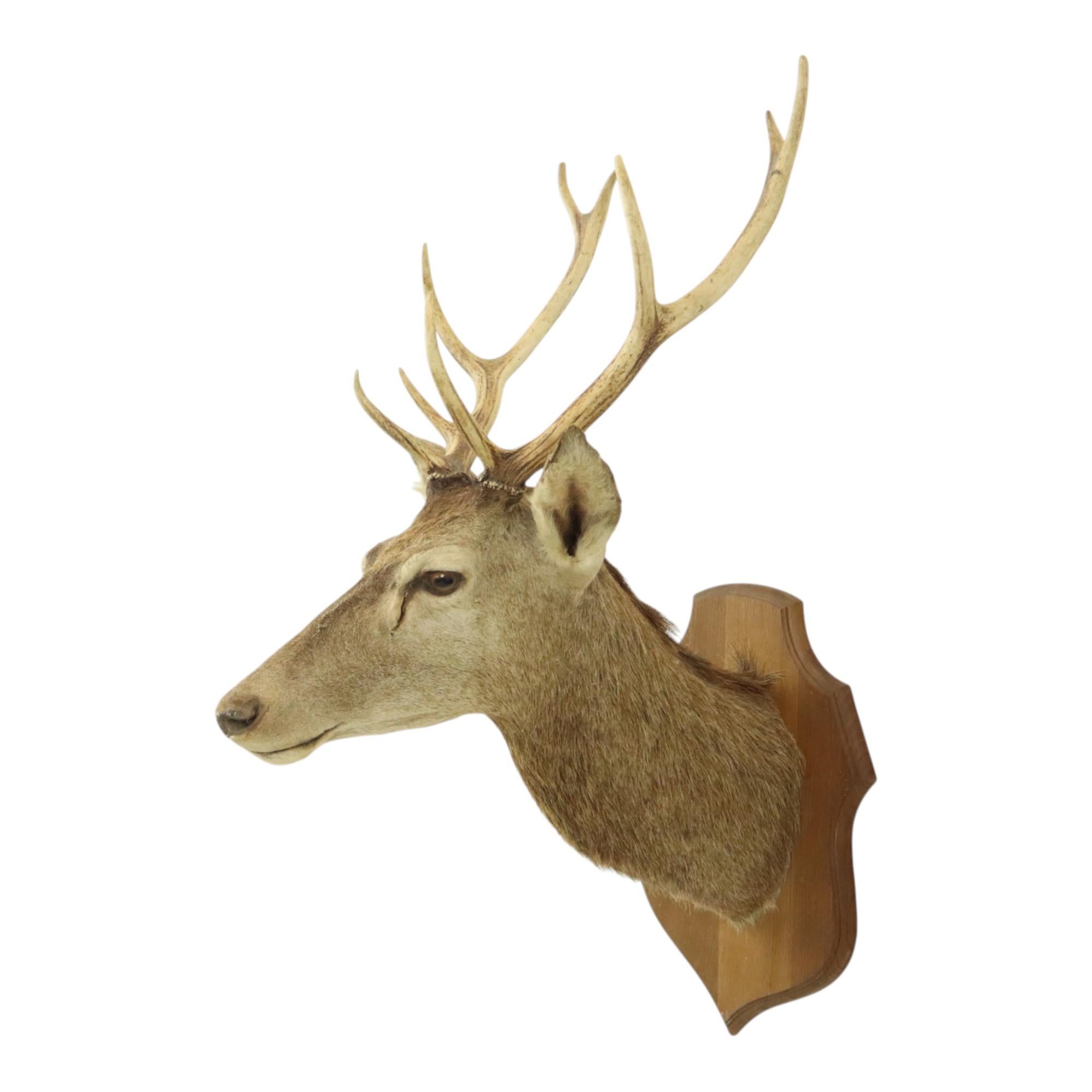 Old Deer Head Mounted Red Deer With Antlers 10-Ender Taxidermy Bust In Good Condition For Sale In Poperinge, BE