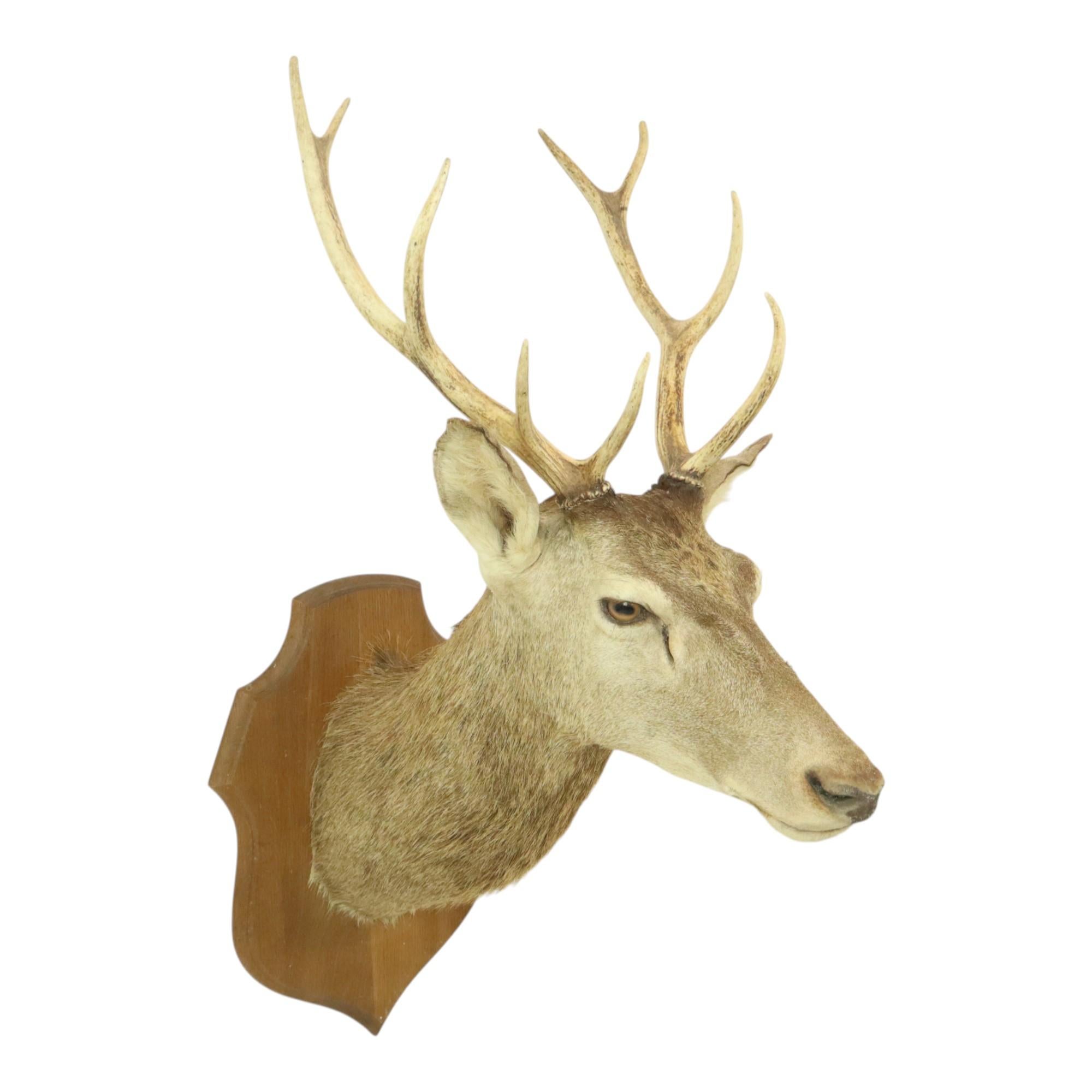 Mid-20th Century Old Deer Head Mounted Red Deer With Antlers 10-Ender Taxidermy Bust For Sale