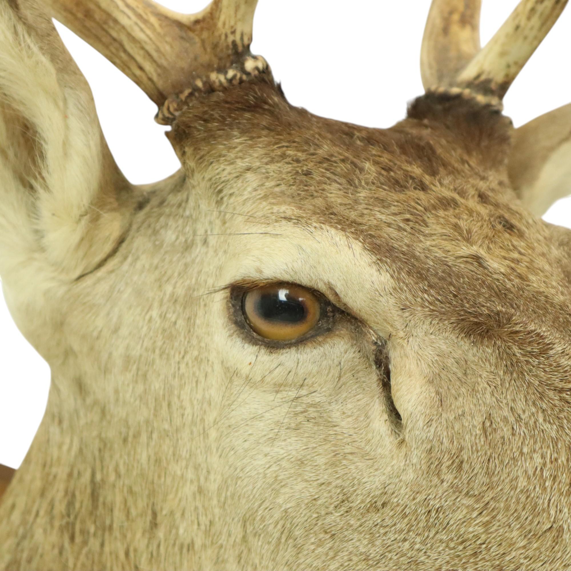Old Deer Head Mounted Red Deer With Antlers 10-Ender Taxidermy Bust For Sale 1