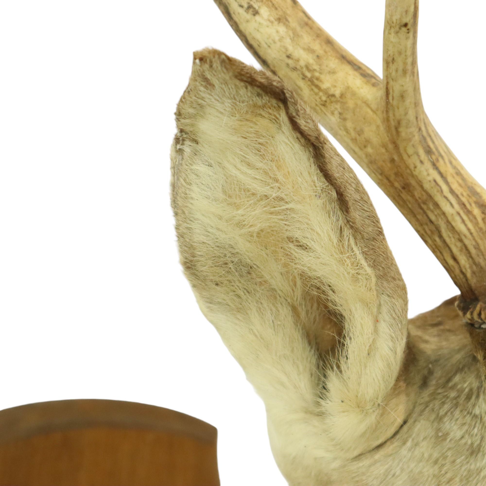 Old Deer Head Mounted Red Deer With Antlers 10-Ender Taxidermy Bust For Sale 3