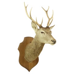 Old Deer Head Mounted Red Deer With Antlers 10-Ender Taxidermy Bust