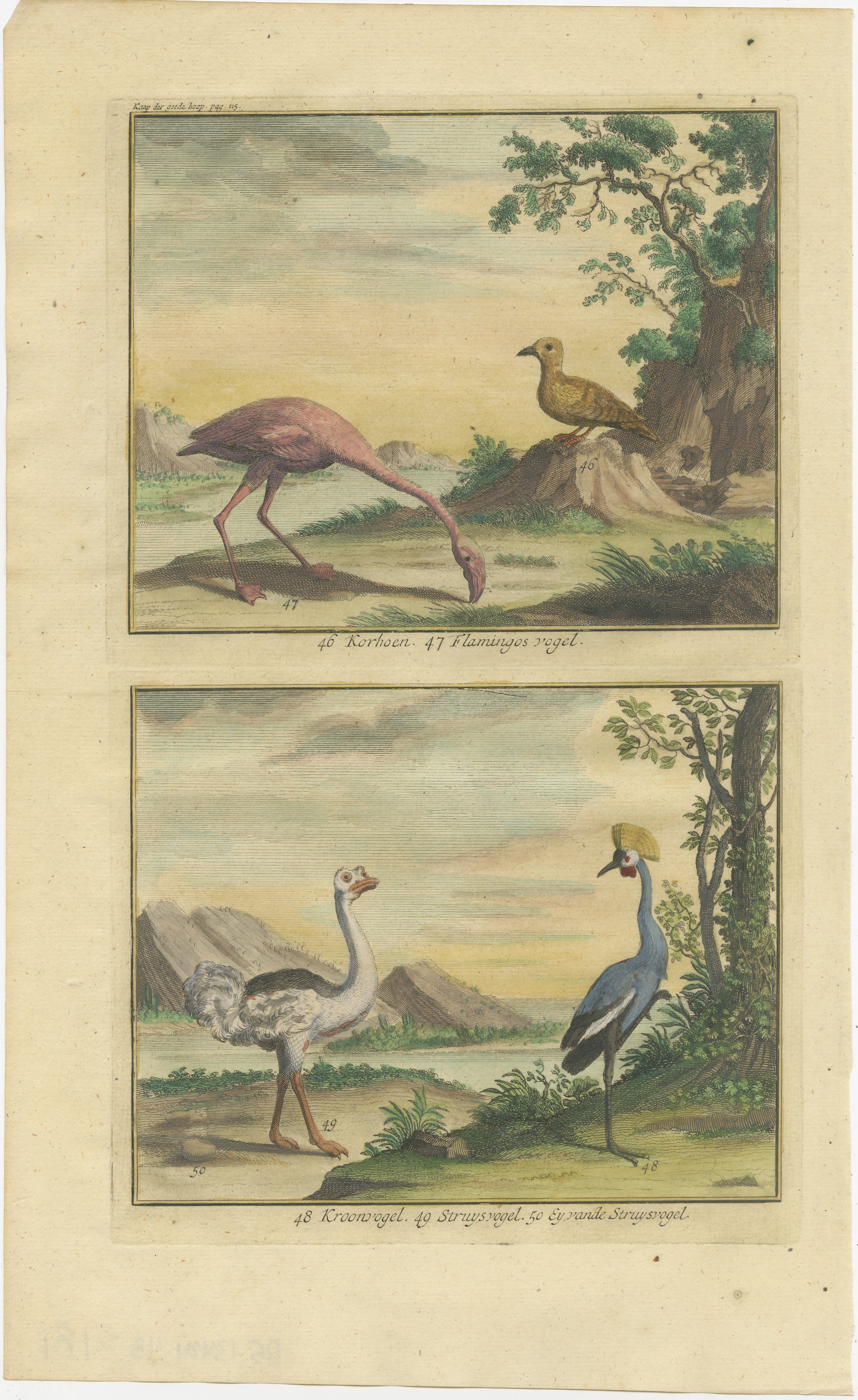 The hand-colored engraving features a selection of birds, each intricately detailed and labeled in Dutch. 

At position 46, the 