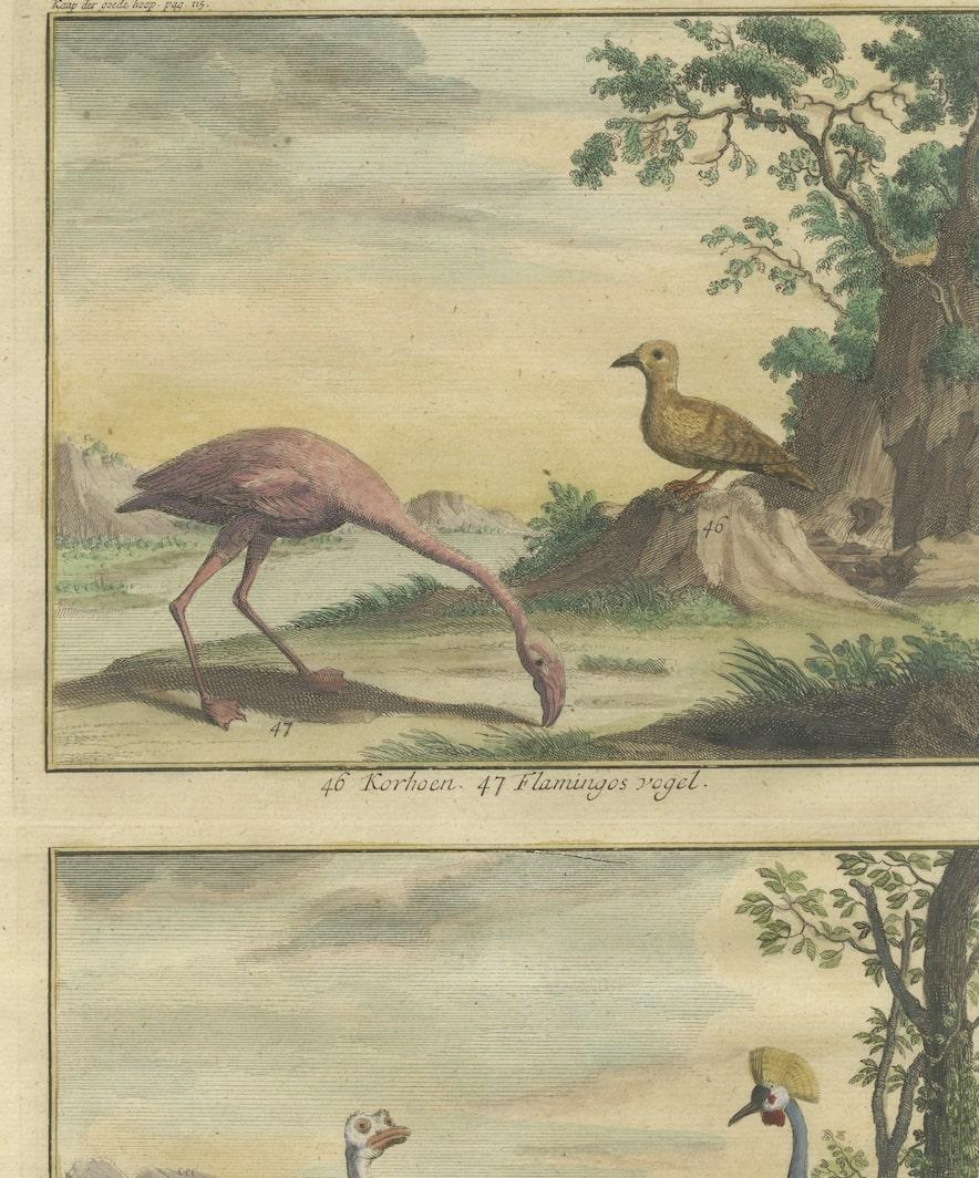 Old Engraving of a Black Grouse, Flamingo, Ostrich and Common or Crested Crane In Good Condition For Sale In Langweer, NL