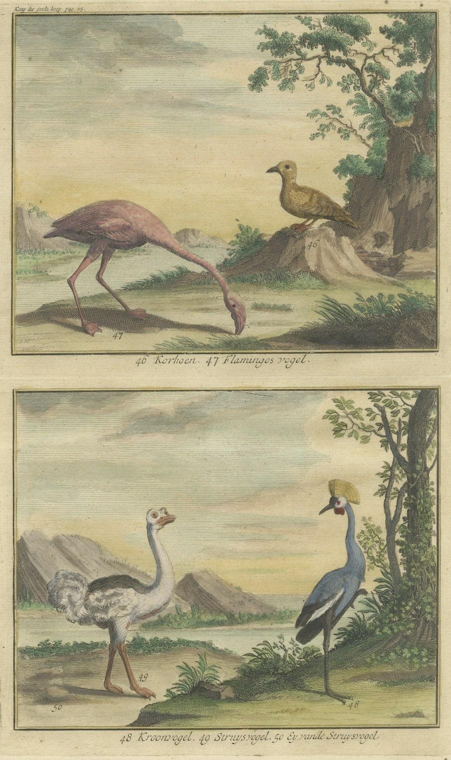 Early 18th Century Old Engraving of a Black Grouse, Flamingo, Ostrich and Common or Crested Crane For Sale