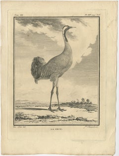 Old Engraving of the Crane Bird, One of Fifteen Different Crane Species, 1795