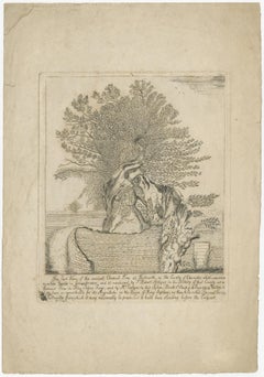 Old Etching of The 'Great' Chestnut Tree at Tortworth, Gloucester, England, 1771