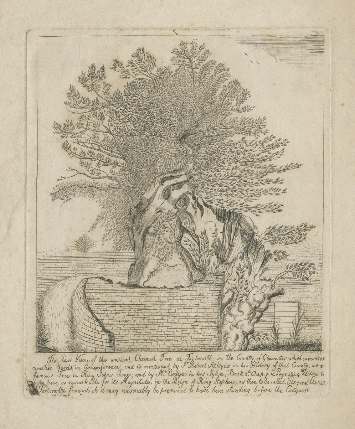 Old Etching of The 'Great' Chestnut Tree at Tortworth, Gloucester, England, 1771 In Fair Condition For Sale In Langweer, NL