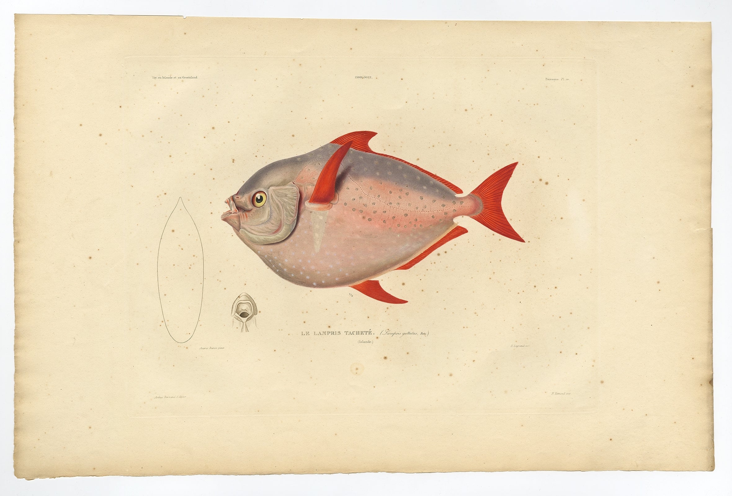 Antique print, titled: 'Poissons Plate 10 - Le Lampris Tachete (Lampris guttatus).' - 

This rare plate shows the Lampris guttatus, commonly known as the opah, cravo, moonfish, kingfish, and Jerusalem haddock. From: 'Voyage en Islande et au