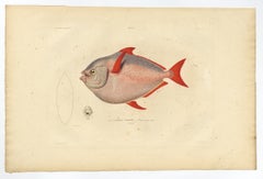Ancienne gravure de poisson nommée Opah, Cravo, Moonfish, Kingfisher ou Jerusalem Haddock, 1842