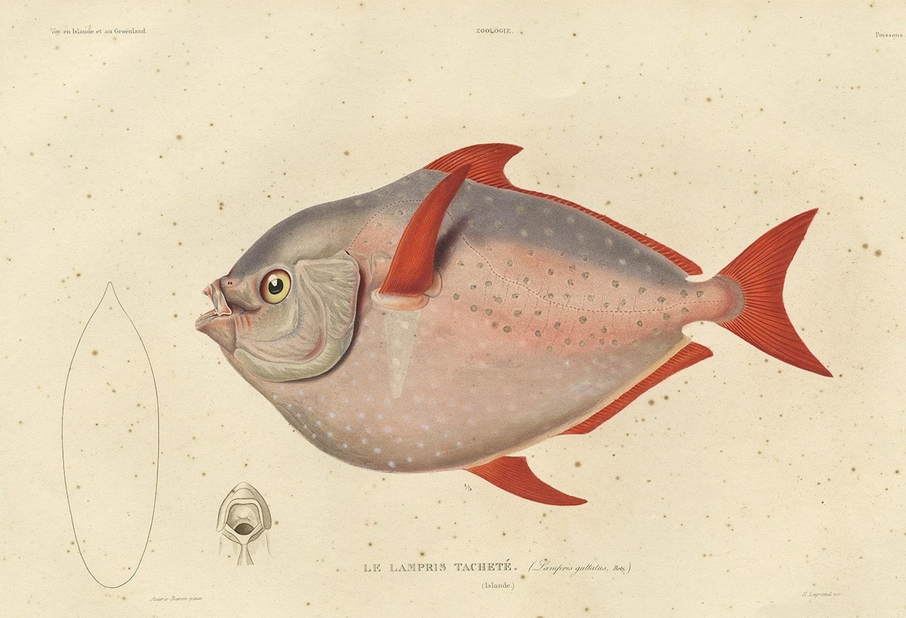 Old Fish Print Named Opah, Cravo, Moonfish, Kingfish or Jerusalem Haddock, 1842 In Good Condition For Sale In Langweer, NL