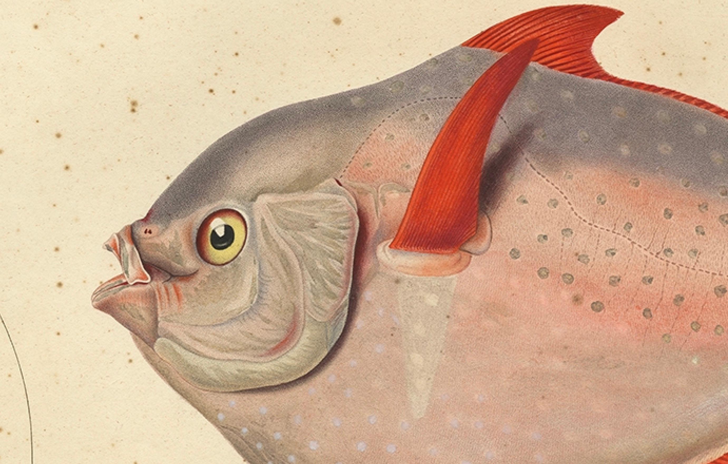 Impression de poissons anciens nommés Opah, Cravo, Étoile de lune, Étoile de Roi ou Haddock de Jérusalem, 1842 Bon état - En vente à Langweer, NL
