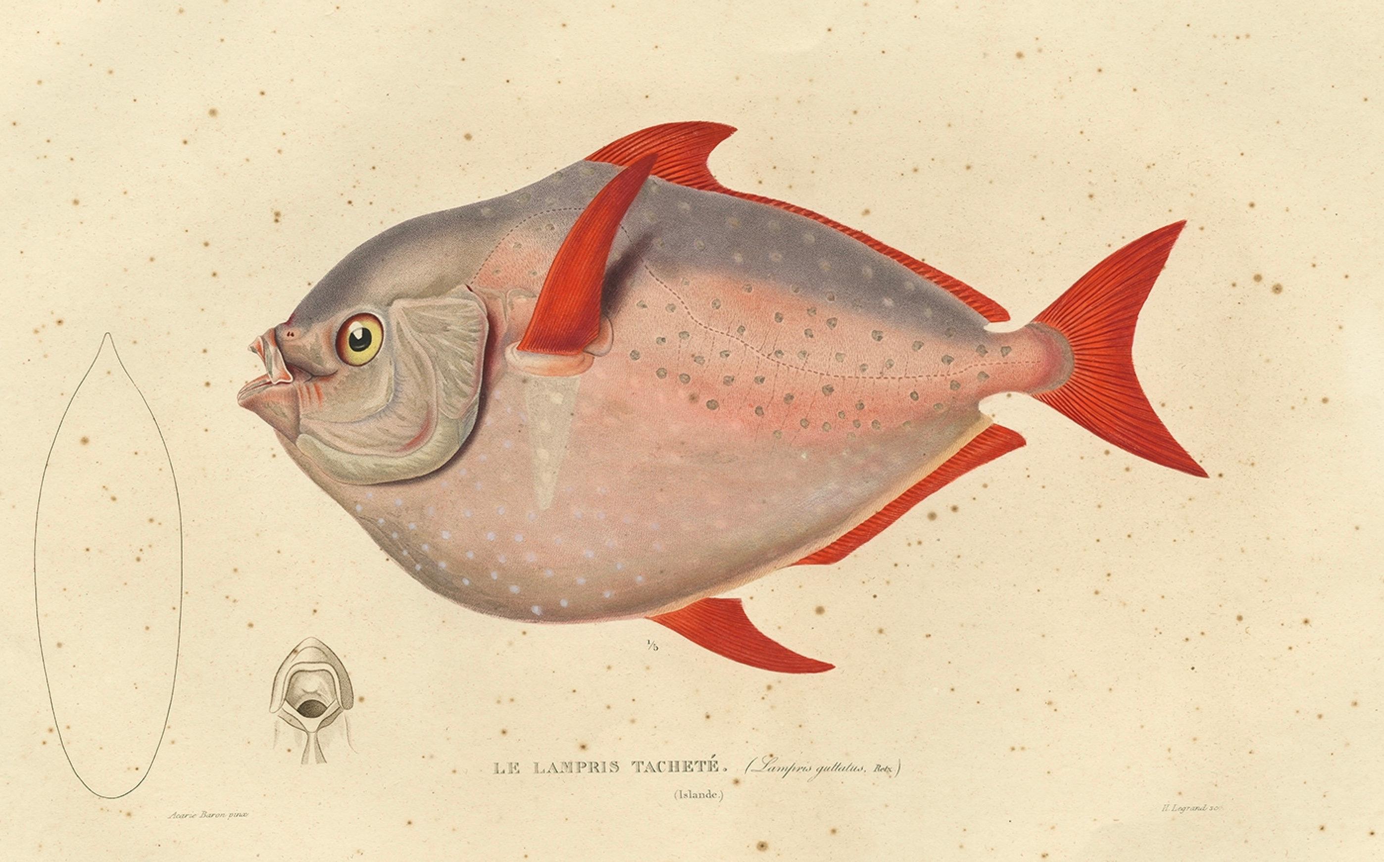 Milieu du XIXe siècle Impression de poissons anciens nommés Opah, Cravo, Étoile de lune, Étoile de Roi ou Haddock de Jérusalem, 1842 en vente