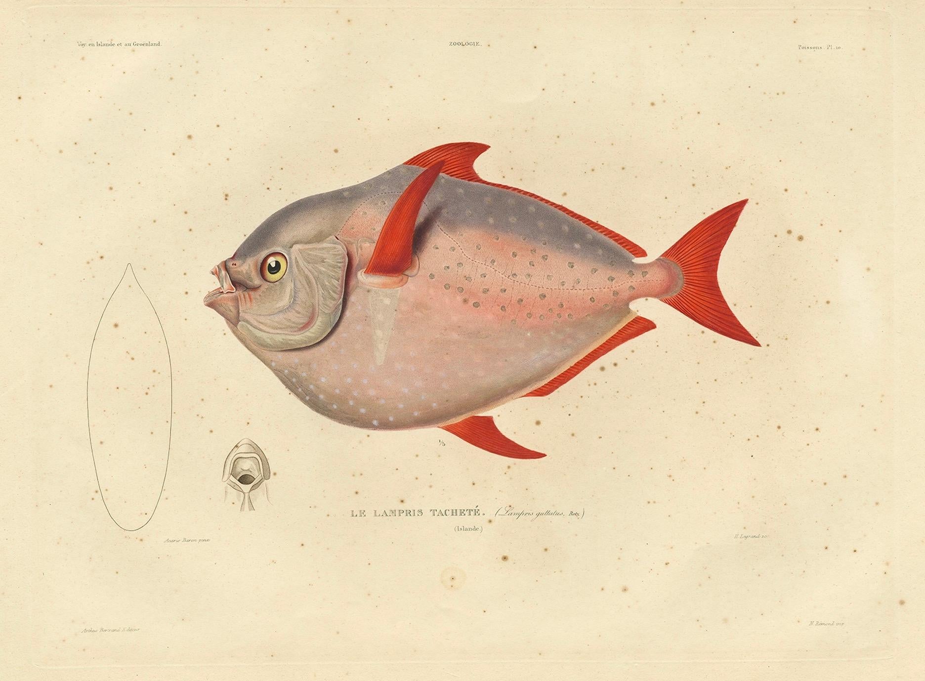 Papier Impression de poissons anciens nommés Opah, Cravo, Étoile de lune, Étoile de Roi ou Haddock de Jérusalem, 1842 en vente