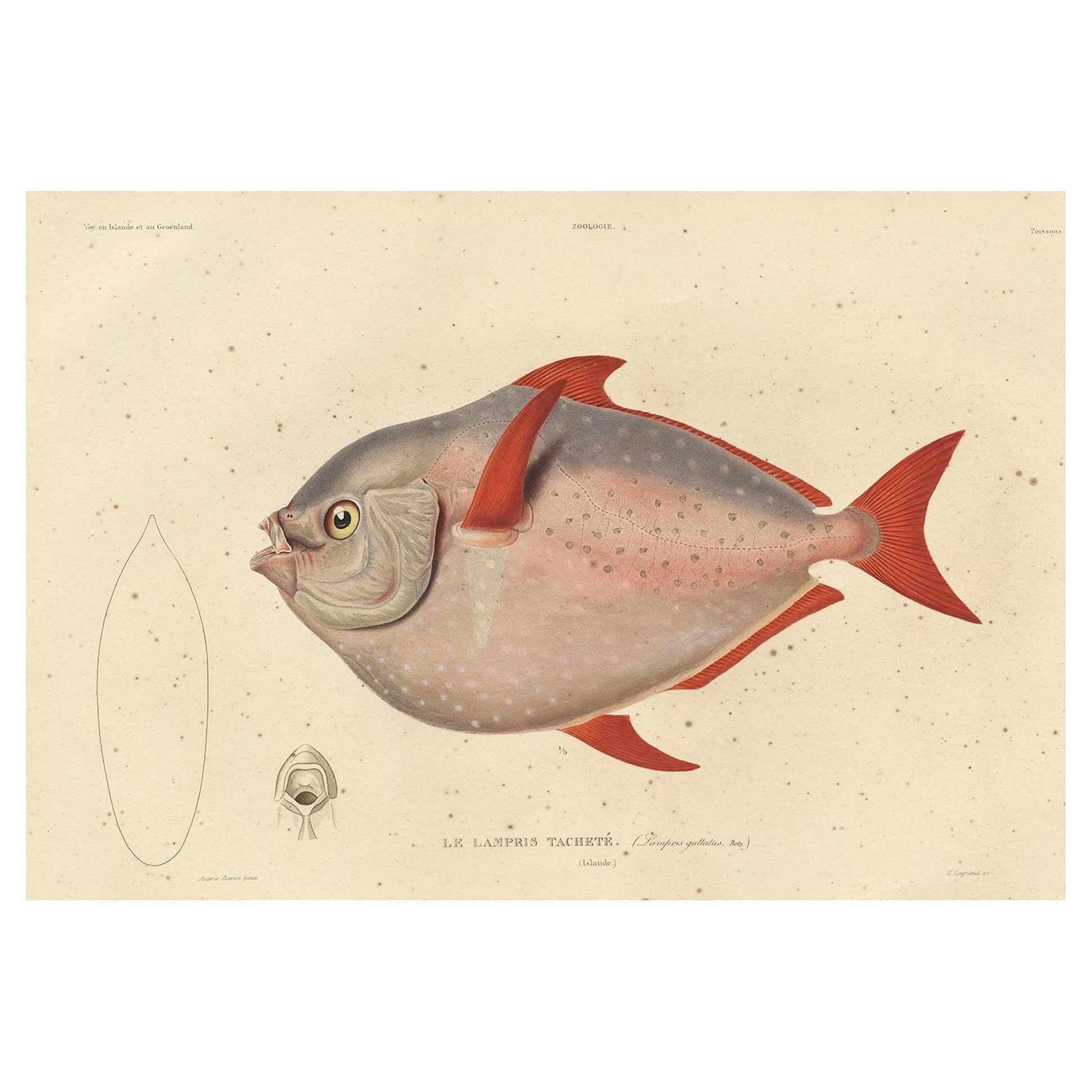 Impression de poissons anciens nommés Opah, Cravo, Étoile de lune, Étoile de Roi ou Haddock de Jérusalem, 1842 en vente