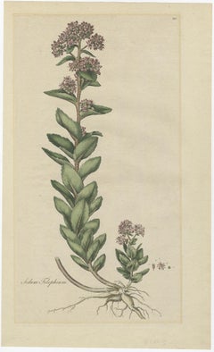 Old Flower Print of the Frog's-Stomach or Harping Johnny, ca.1800