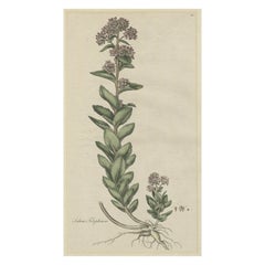 Antique Old Flower Print of the Frog's-Stomach or Harping Johnny, ca.1800