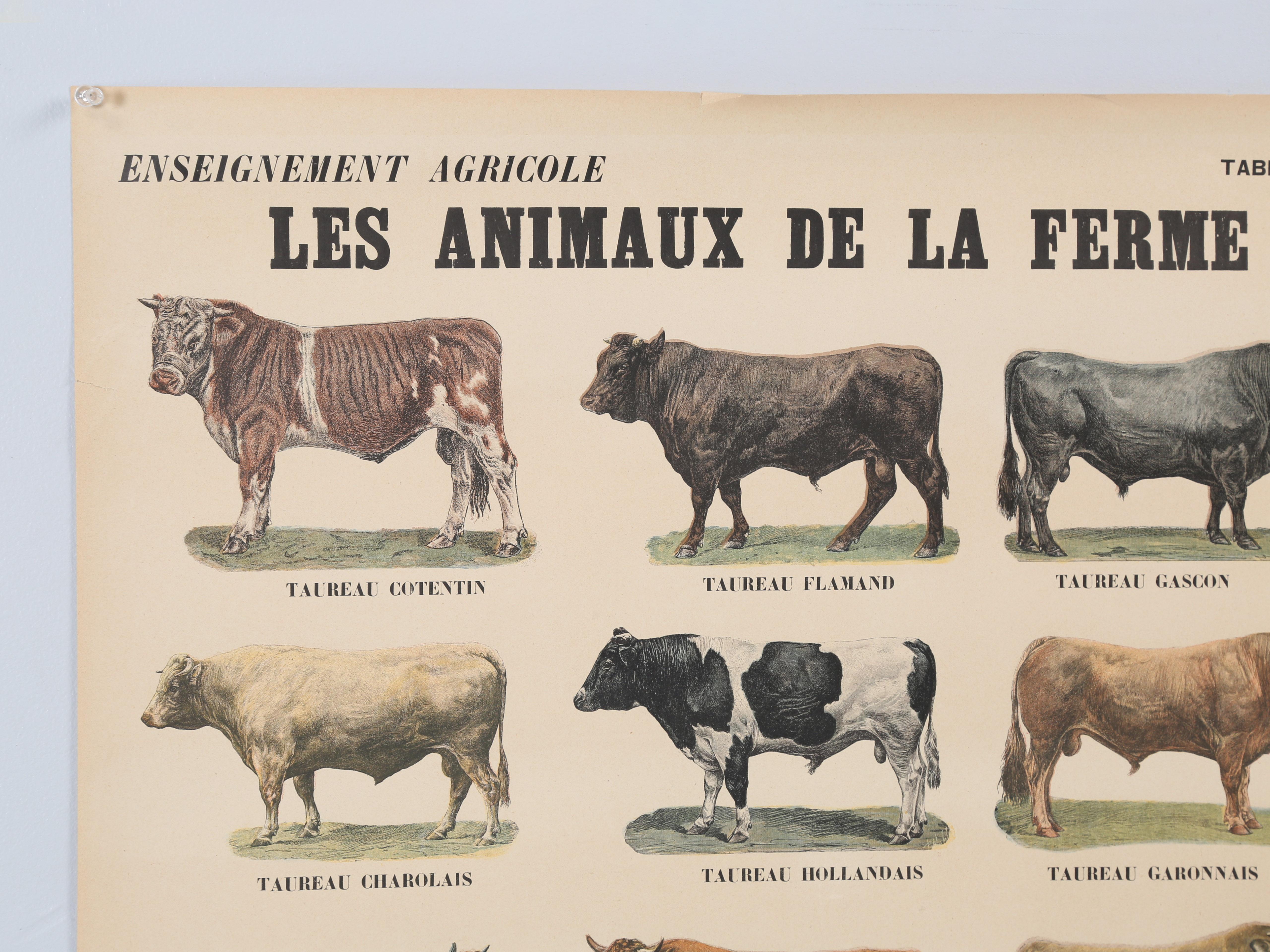 Altfranzösisches Poster mit Bauernhoftieren, das sich gut in einer französischen Landhausküche machen würde. Diese wurden früher in Paris verkauft. Leider erlitt das Geschäft einen großen Brand und der Inhalt wurde zerstört. **Es gibt zwei Risse,