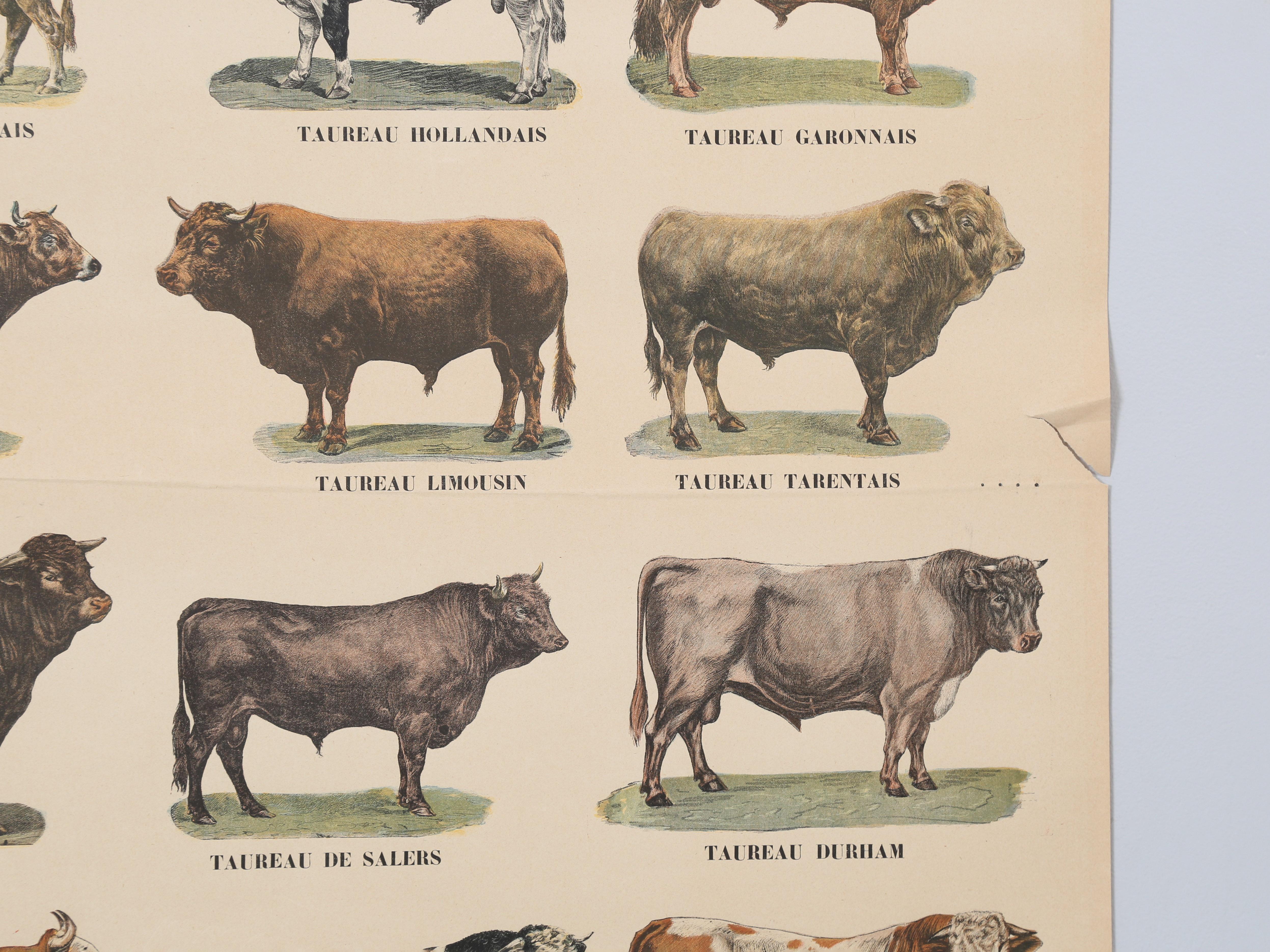Hand-Crafted Old French Poster of Farm Animals Great for Country French Kitchen from Paris For Sale