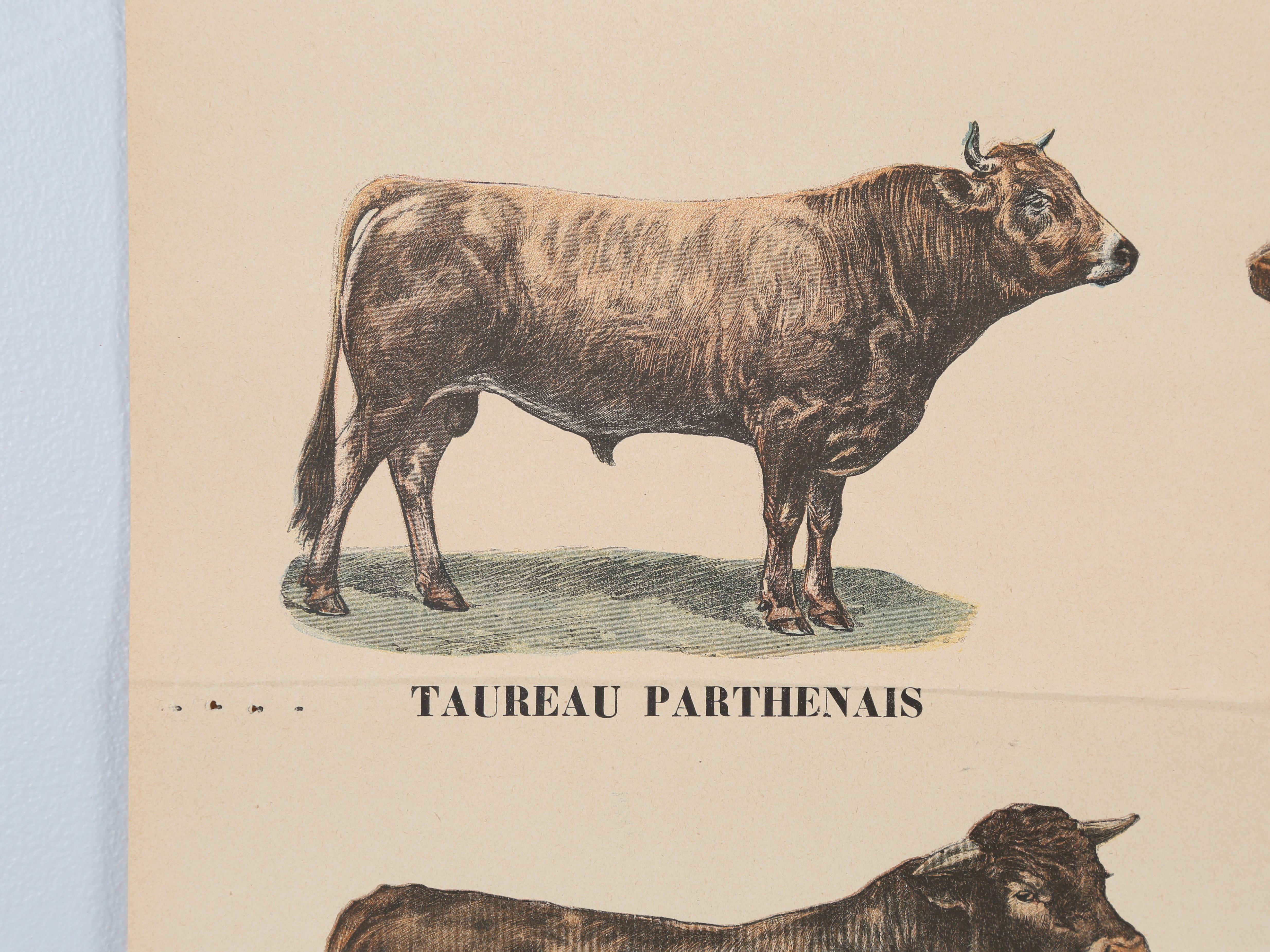 Old French Poster von Bauernhof Tiere Great für Land Französisch Küche aus Paris (Mitte des 20. Jahrhunderts) im Angebot