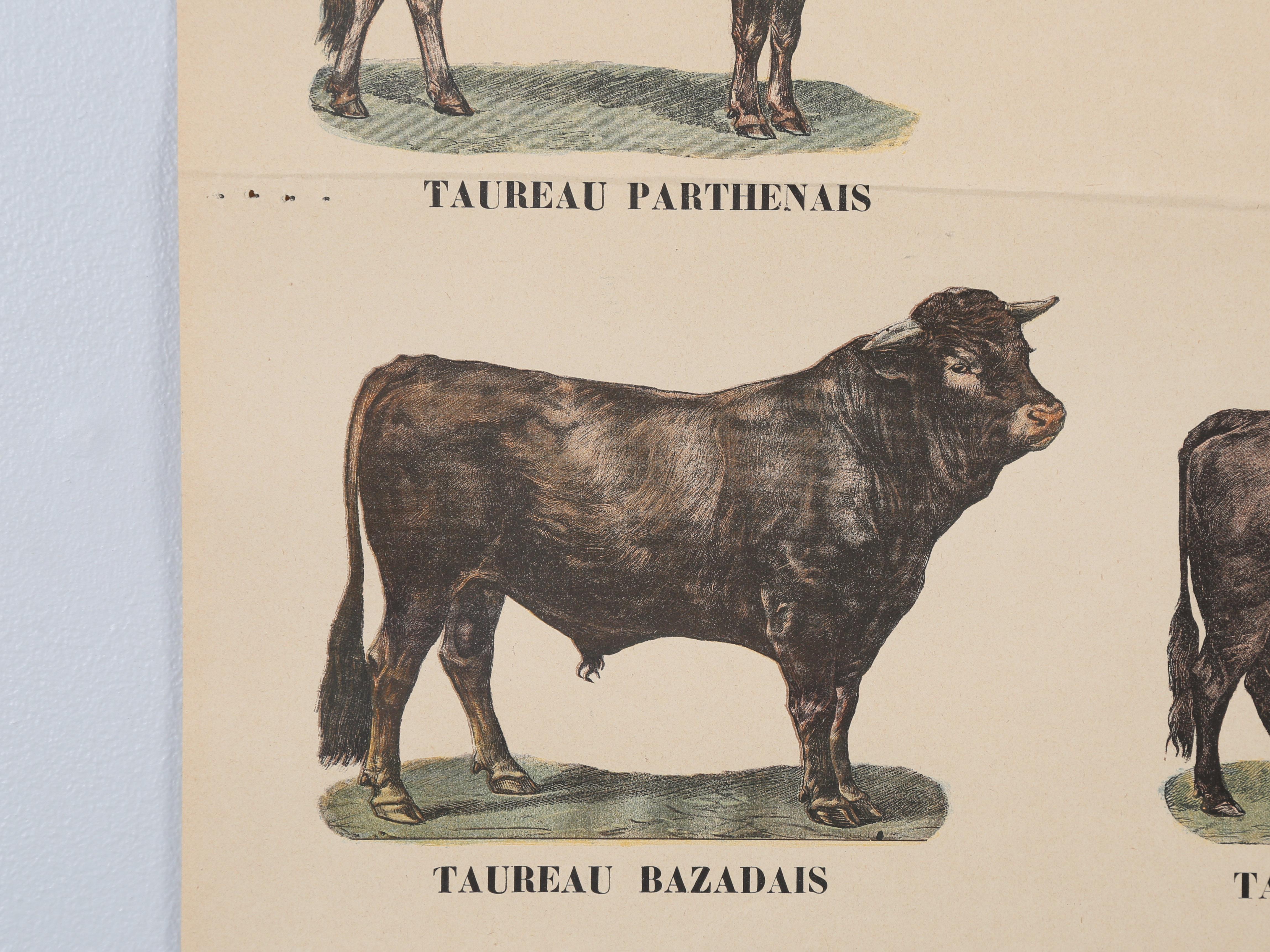 Mid-20th Century Old French Poster of Farm Animals Great for Country French Kitchen from Paris For Sale