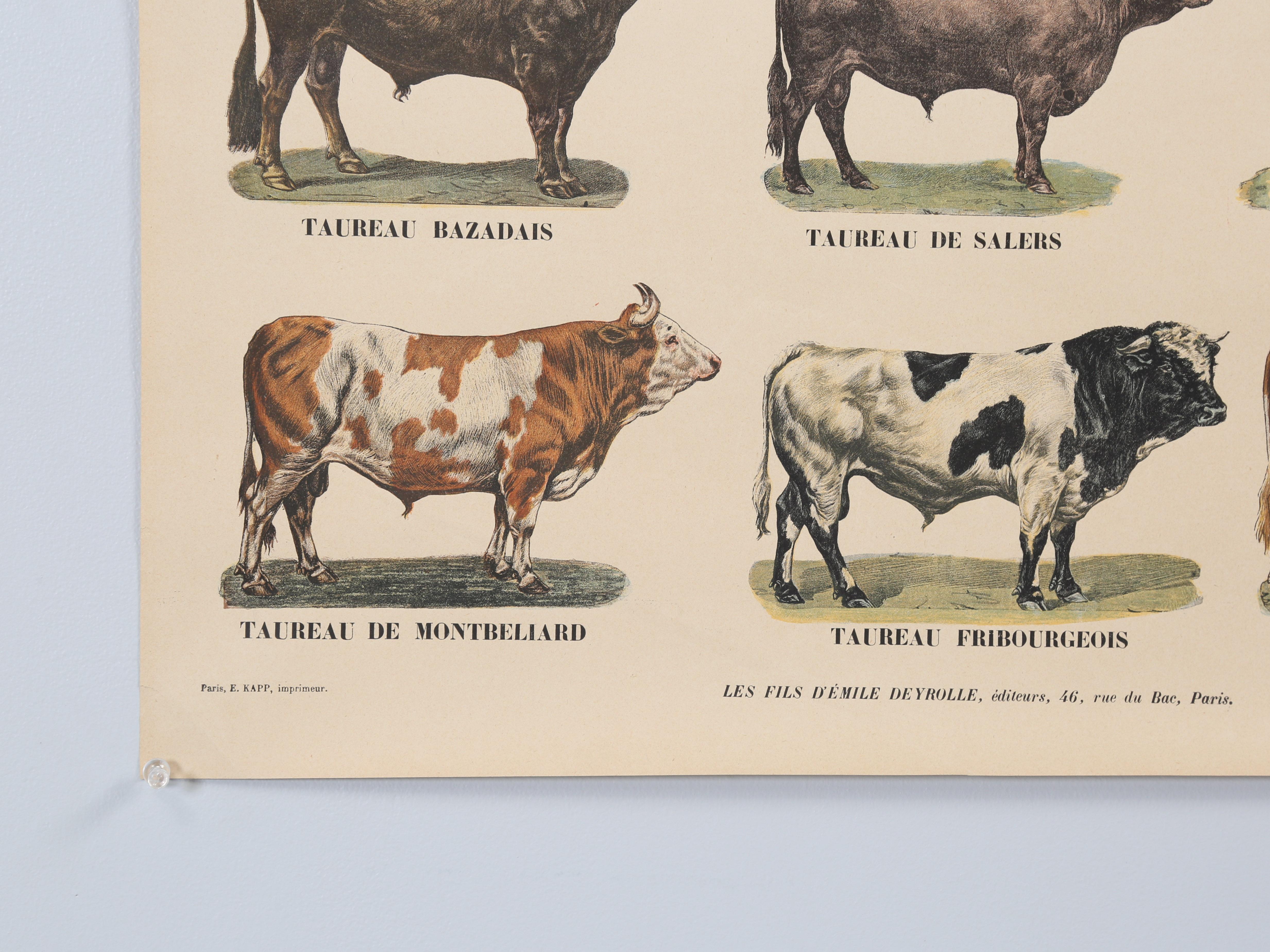 Paper Old French Poster of Farm Animals Great for Country French Kitchen from Paris For Sale