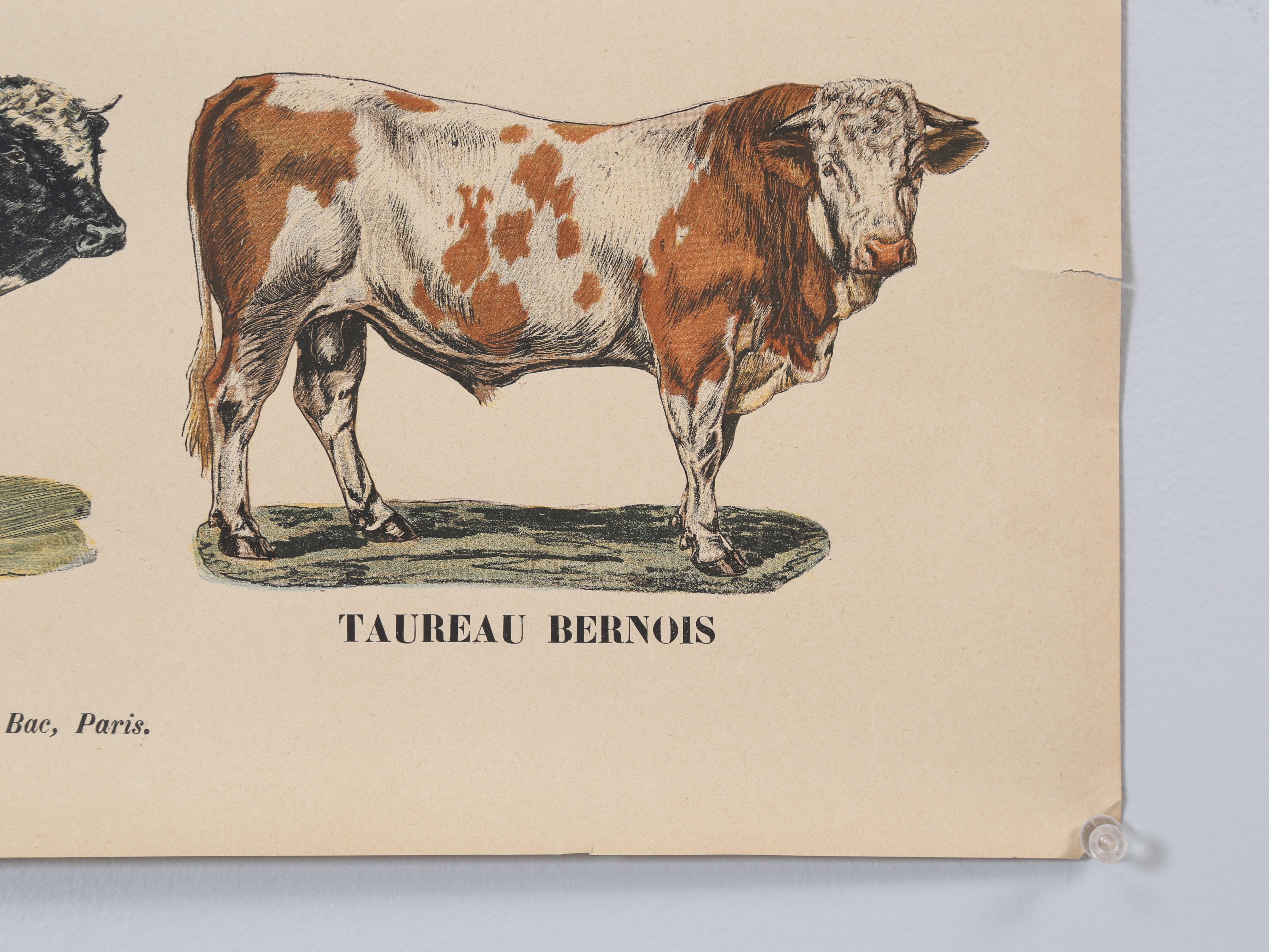 Old French Poster of Farm Animals Great for Country French Kitchen from Paris For Sale 1